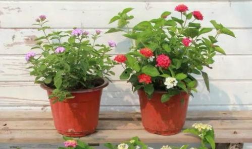 烟妹最新爆料新闻视频下载,最新爆料新闻视频幕后真相大起底  第3张